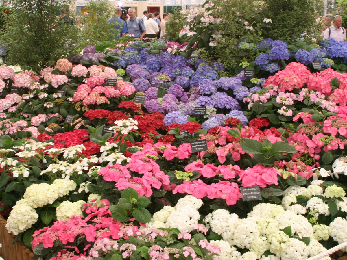 IMG_1957 Chelsea Ashwood Nurs Hydrangea